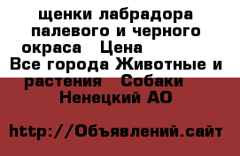 щенки лабрадора палевого и черного окраса › Цена ­ 30 000 - Все города Животные и растения » Собаки   . Ненецкий АО